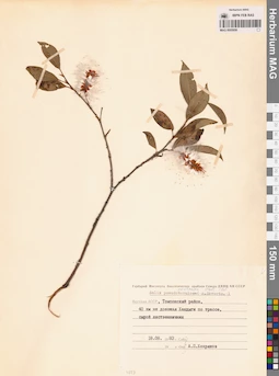 MAG 0005956