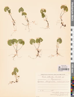 MAG 0004375