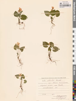 MAG 0004378
