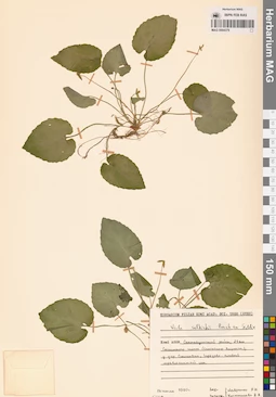 MAG 0004379