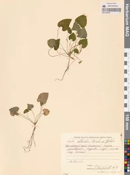 MAG 0004382