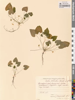 MAG 0004383