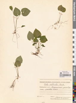 MAG 0004384
