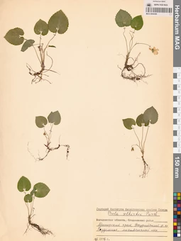 MAG 0004386