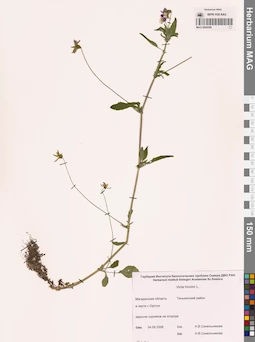 MAG 0004388
