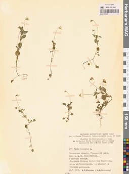 MAG 0004390