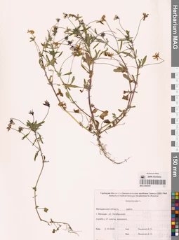 MAG 0004391