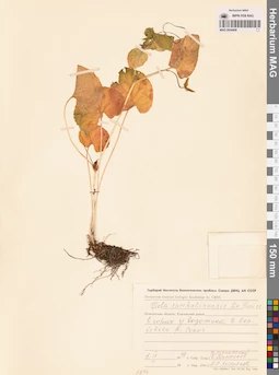 MAG 0004408
