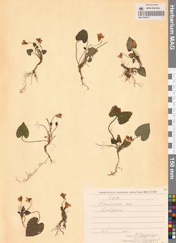 MAG 0004413