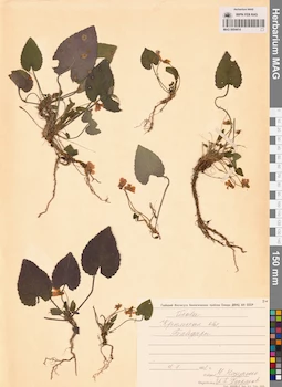 MAG 0004414