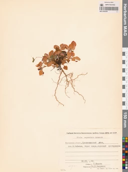 MAG 0005258
