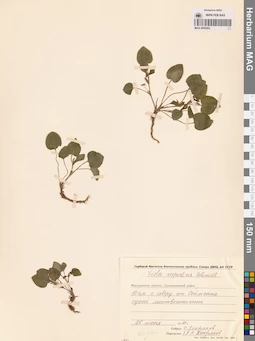 MAG 0005262