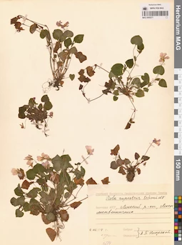 MAG 0005271