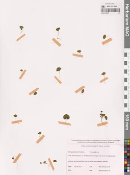 MAG 0005272