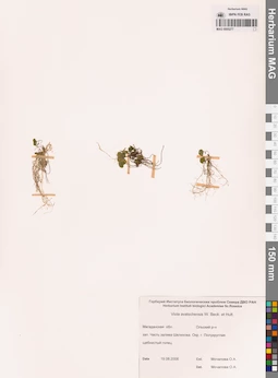 MAG 0005277