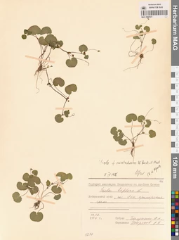 MAG 0005521