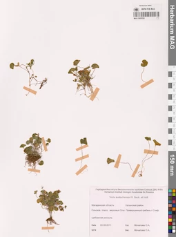 MAG 0005536