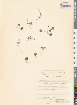 MAG 0005540