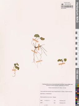 MAG 0005542