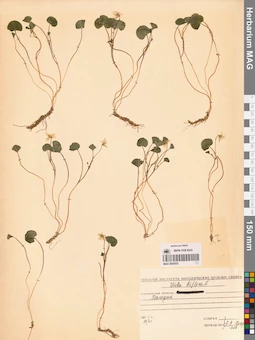 MAG 0005552