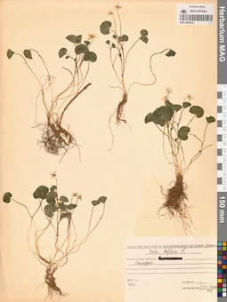 MAG 0005553