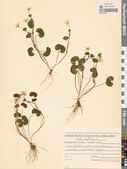 MAG 0005555