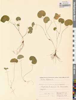 MAG 0005558