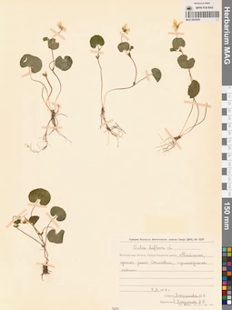 MAG 0005559