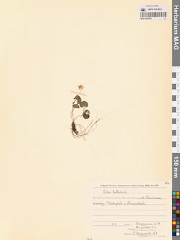 MAG 0005560