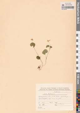 MAG 0005565