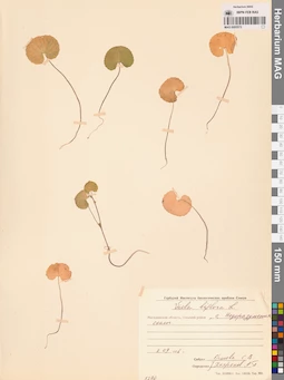 MAG 0005572
