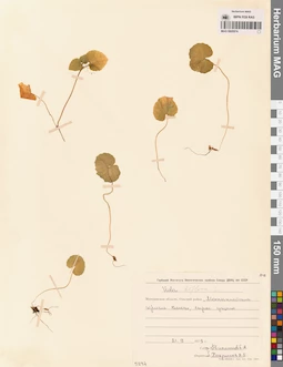 MAG 0005574