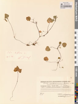 MAG 0005580