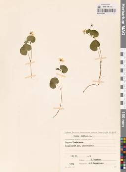 MAG 0005584