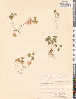 MAG 0005588