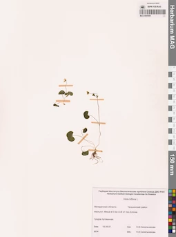 MAG 0005589