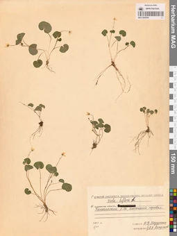 MAG 0005590