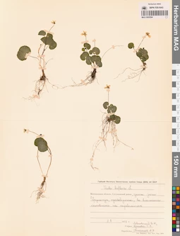 MAG 0005594