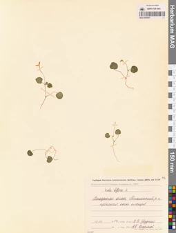 MAG 0005597