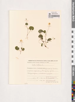 MAG 0005598