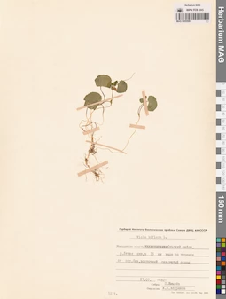 MAG 0005599