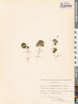 MAG 0005600