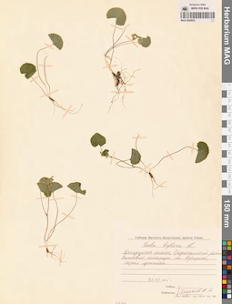 MAG 0005602