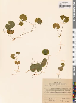 MAG 0005606