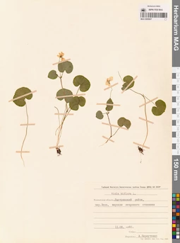 MAG 0005607