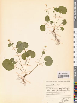 MAG 0005609