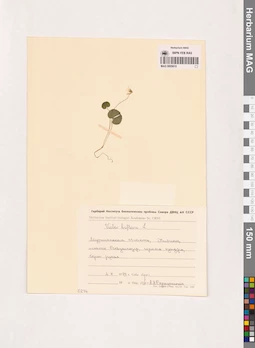 MAG 0005610