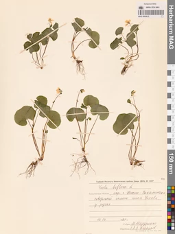 MAG 0005612