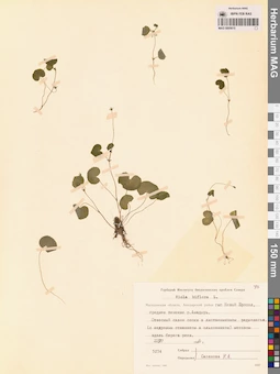 MAG 0005615