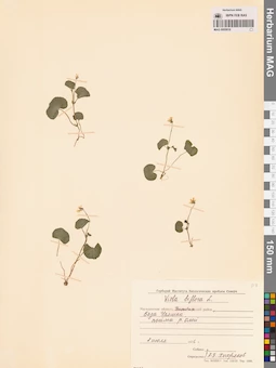 MAG 0005616